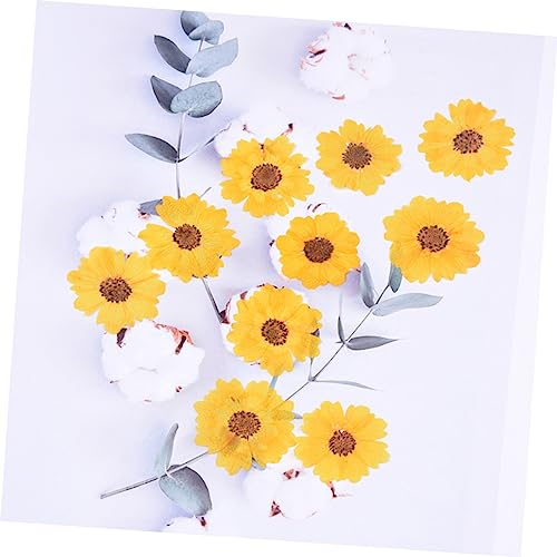 Flores Secas Margarita 120 pcs para Manualidades miniatura 3