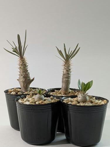 観葉植物 グラキリス パキポディウム 実生」の人気商品一覧 | 安い商品