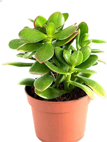 Jade o Planta del Dinero Natural fácil de cuidar