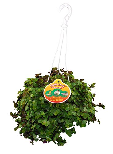 Golliwoog - Golliwoog Ampel - Futterpflanze für Bartagamen, Vögel, Meerschweinchen, Kaninchen (1 Stück)