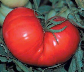 Tomato Beefsteak Garden Heirloom Vegetable by Seed Kingdom (600 Seeds)