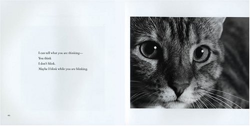 I Am the Cat, Don't Forget That: Feline Expressions