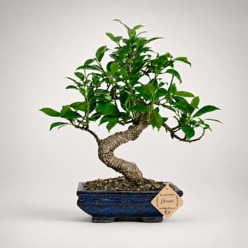 Image of Abana Homes S Shape Ficus Indoor Real Bonsai Plants Live for Home with Clay Pot - Low Maintenance