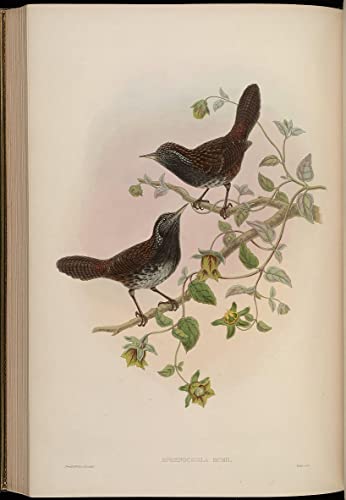 Impression Sphenocichla Humii John Gould toile murale oiseau déco salon 60x90