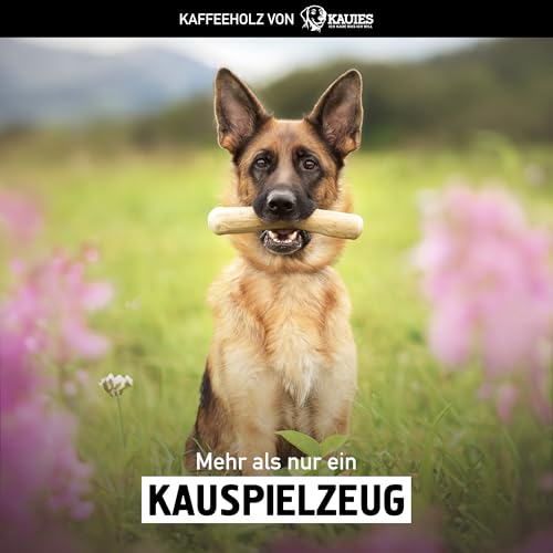 Kauies Kaffeeholz für Hunde mit Olivenöl - Hundespielzeug 100% natürlich, vegan, koffeinfrei & kalorienfrei, schadstoffgeprüft, langlebiges Kauholz für Hunde ab 20 kg, Größe L (1er Pack)