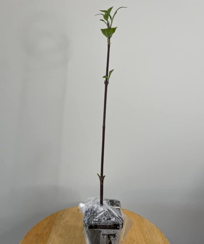 2 Carolina Allspice (Sweet Shrubs) - 6-12" Tall Bushes - Quart Pots - Live Plants - Calycanthus floridus