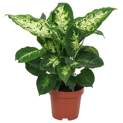DECOALIVE Dieffenbachia Variedad Compacta Exótica Planta de Interior Natural