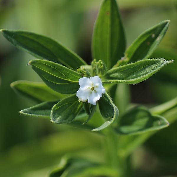 Amazon.co.jp: 【紫桜館山の花屋】日本ムラサキ 7.5～9cmポット苗 薬草