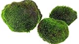 AquaBreedingSkill – Grand Format 4–5 cm – Lot de 3 Marimo Moss Balls – Plante Aqua...