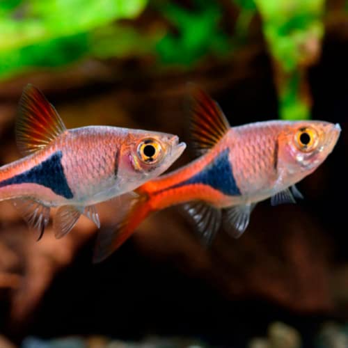 Red Slender Harlequin Rasbora (Pack of 10 Fish) - Aquarium Exotic Freshwater Live Fish