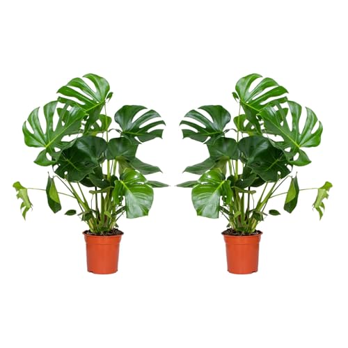 Bloomique - Set di 2 - Monstera deliciosa - Pianta con foglie forate - Pianta da interno - Purifica l’aria - Facile da curare - Alte 70-80 cm - Vaso 21 cm