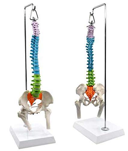 Wellden Medical Anatomical Mini Spine with Femur/Nerve, Didactic Colored