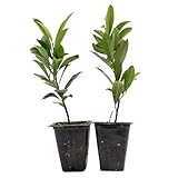 2 Dwarf Carolina Cherry Laurel – Compact Evergreen Privacy Shrub for Hedges & Screens (Prunus caroliniana ‘Compacta’) in 3.5” Cubes, Live Plants