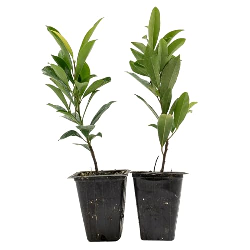 2 Dwarf Carolina Cherry Laurel (Prunus caroliniana ‘Compacta’) | Compact Dwarf Evergreen Shrub with Dense, Glossy & Aromatic Foliage | 3.5” Nursery Cubes, Ready-to-Plant Live Starter Plants