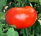 55+ Big Boy Hybrid Tomato Seeds