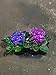 PLANTVERS African Violet in a 4