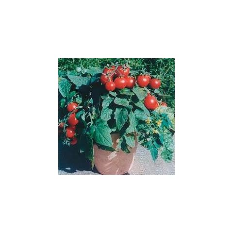 Tomato 'Balconi Red' Cover