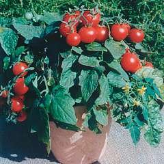 Tomato 'Balconi Red'