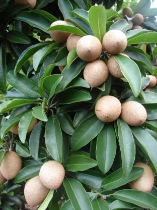 Mphmi Nursery Delhi Plant NCR chikoo, Sapota, Chiku Fruit (Grafted) - Plant Sapodilla home and garden