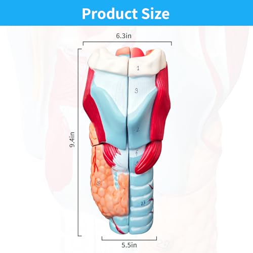 Menschlichen kehlkopf Anatomie 3d Modell, 2x Kehle Modell Zerlegbar 5 Teilig mit Anatomischen Markierungen & PVC Basis für Medizinische Physiologie Studie Lehr (Kehlkopf Modell)