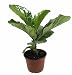Hirt's Fiddleleaf Fig Tree - Ficus - Great Indoor Tree - Easy - 6" Pot
