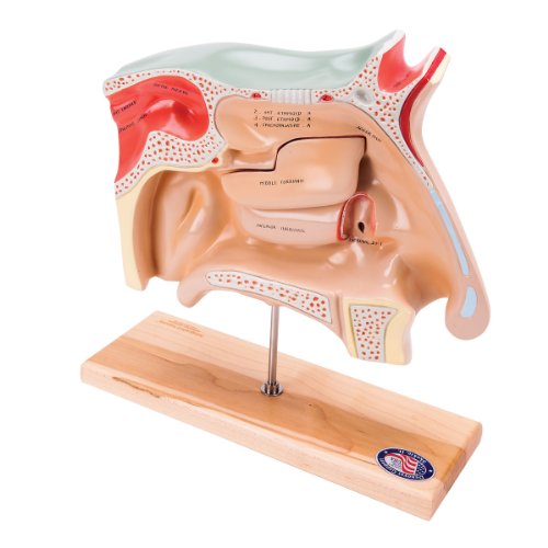 Image of Denoyer Geppert 0950-00 Human Sinus Model, 12 inch Length x 4 inch Width x 14 inch Height