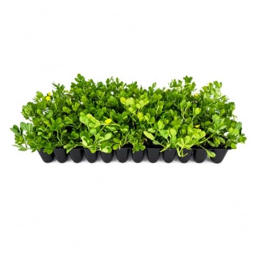 Ornamental Peanut Grass | 60 Live Fully Rooted Plants | Arachis Glabrata | Low Maintenance Drought Tolerant Groundcover