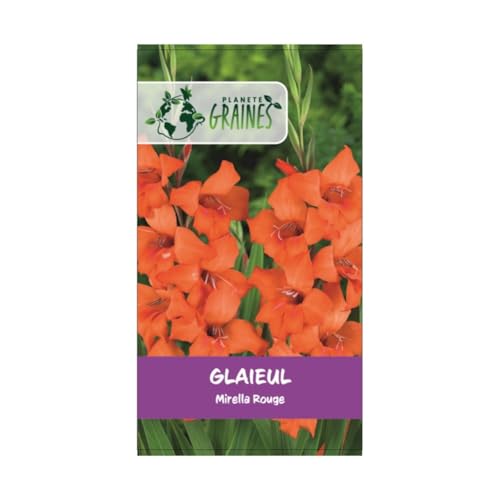 10 bulbes de fleurs Le Glaïeul Mirella rouge - orange