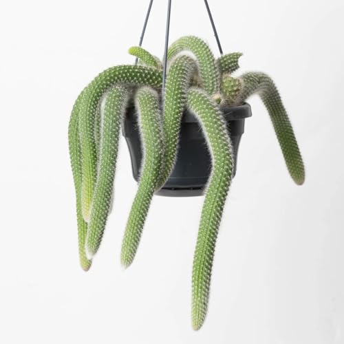 Monkey Tail Cactus Hanging Basket - 1 Live Plant in