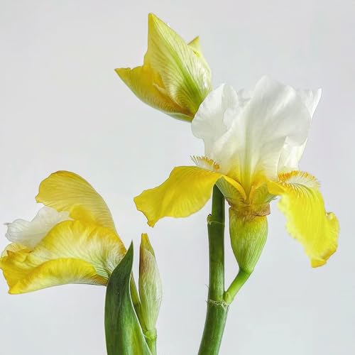 15 pz Tuberi resistenti dell'iris - bulbi dell'iris - regali fantasiosi decorazione floreale Acquista iris (Iris tectorum) deco soggiorno piante da giardino moderne Piante d'appartamento