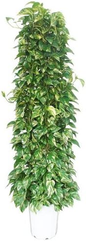 Amazon ポトス 10号サイズタワー仕立て Type2 人工観葉植物 オンライン通販