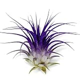 Ionantha Guatemala Tillandsia Air Plant, Guatemala Tillandsia Live Airplant, Healthy Arrival Guaranteed, Great Indoor Plant, Home Decor & Gift (Purple)
