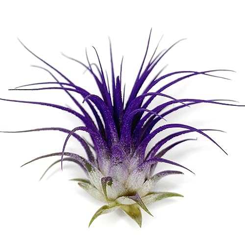 Ionantha Guatemala Tillandsia Air Plant, Guatemala Tillandsia Live Airplant, Healthy