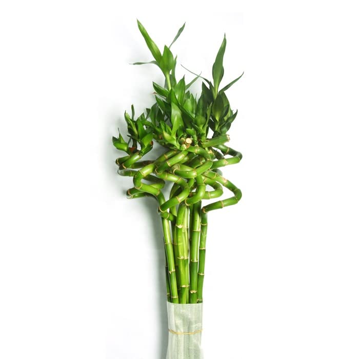 Pot's & Plant's Live Spiral Lucky Bamboo/Dancing Sticks, 80cm Spiral Height, 8 Sticks, 1 Bundle