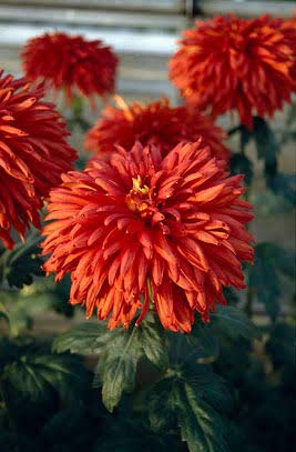 V K GLOBAL Live Guldavari - Chrysanthemum Plant I Red Colour Sevanthi Flower Plant I With Growbag (B08PNKWKWD) Amazon Price History, Amazon Price Tracker