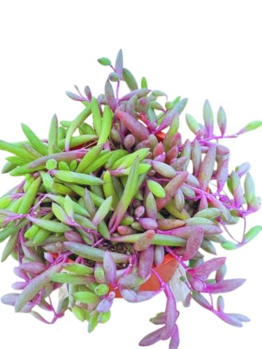 Live Succulent 4" Othonna Capensis Ruby Necklace, Succulents Plants Live, Succulent Plants Fully Rooted, House Plant for Home Office Decoration, DIY Projects, Party Favor Gift by The Succulent Cult