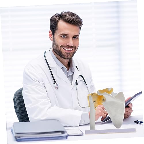 Modèle anatomique épaule outil d'enseignement pour santé physique - 6