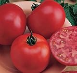 David's Garden Seeds Tomato Beefsteak Big Boy 8443 (Red) 25 Non-GMO, Hybrid Seeds