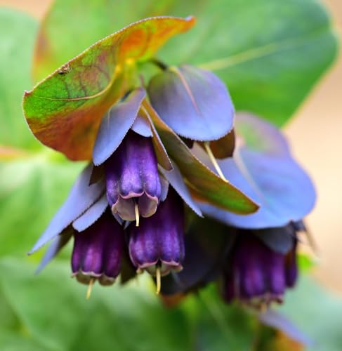Kiwi Blue Cerinthe Major purpurascens Seed Packet