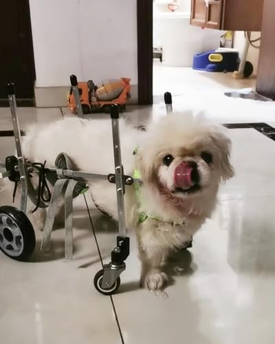Fauteuil roulant pour chien avec roues assistées et soutien complet
