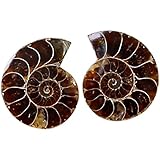 fossil schnecke wert Gute materialien für lehre studenten, mehr natürliche und sicher.