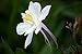 Produktbild Akelei 30 Same 'White Star' (Aquilegia)