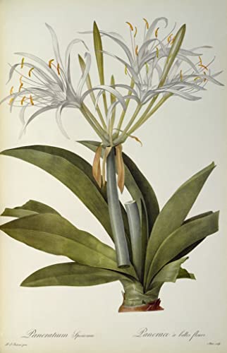 Pancratium speciosum Redouté affiche de charme pour un salon élégant