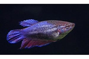 Lively Female Betta Fish Direct from Thailand: Enhance Your Aquarium