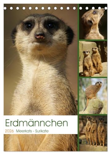 Erdmännchen-Meerkats-Surikate (Tischkalender 2026 DIN A5 hoch), CALVENDO Monatskalender: Edrmännchen sind einfach putzige Kerlchen. (CALVENDO Tiere)