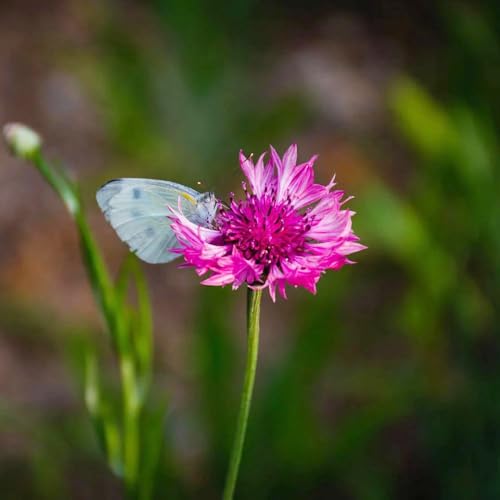semillas de aciano, jardín, orgánicas, exóticas resistentes, interior 150pcs