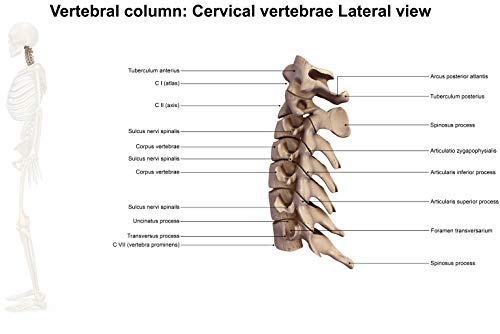 Image of Samsonite SA6291 Round Car Pillow /Black Neck Support
