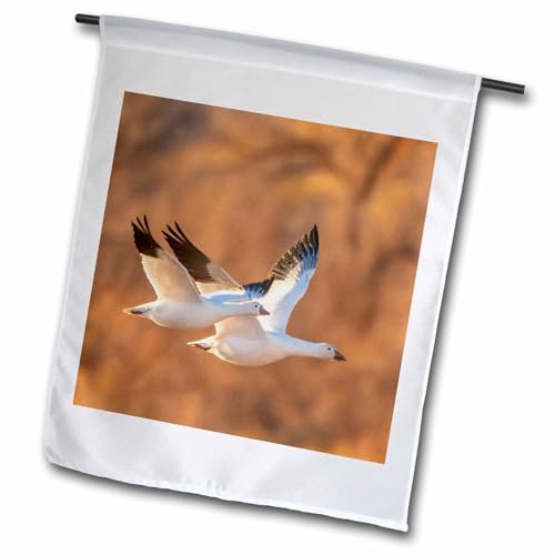 3dRose USA, New Mexico,Wildlife Refuge. Snow geese flying - Flags