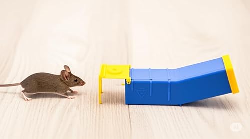Miniatura 6 de Matani GraviTrap - 2 trampas para ratones humanitarias  Atrapa y suelta trampas para ratones que funcionan  Trampa para ratones que no matan para