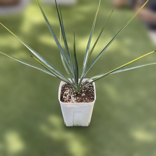 観葉植物 ユッカリギダ」の人気商品一覧 | 安い商品を通販サイトから